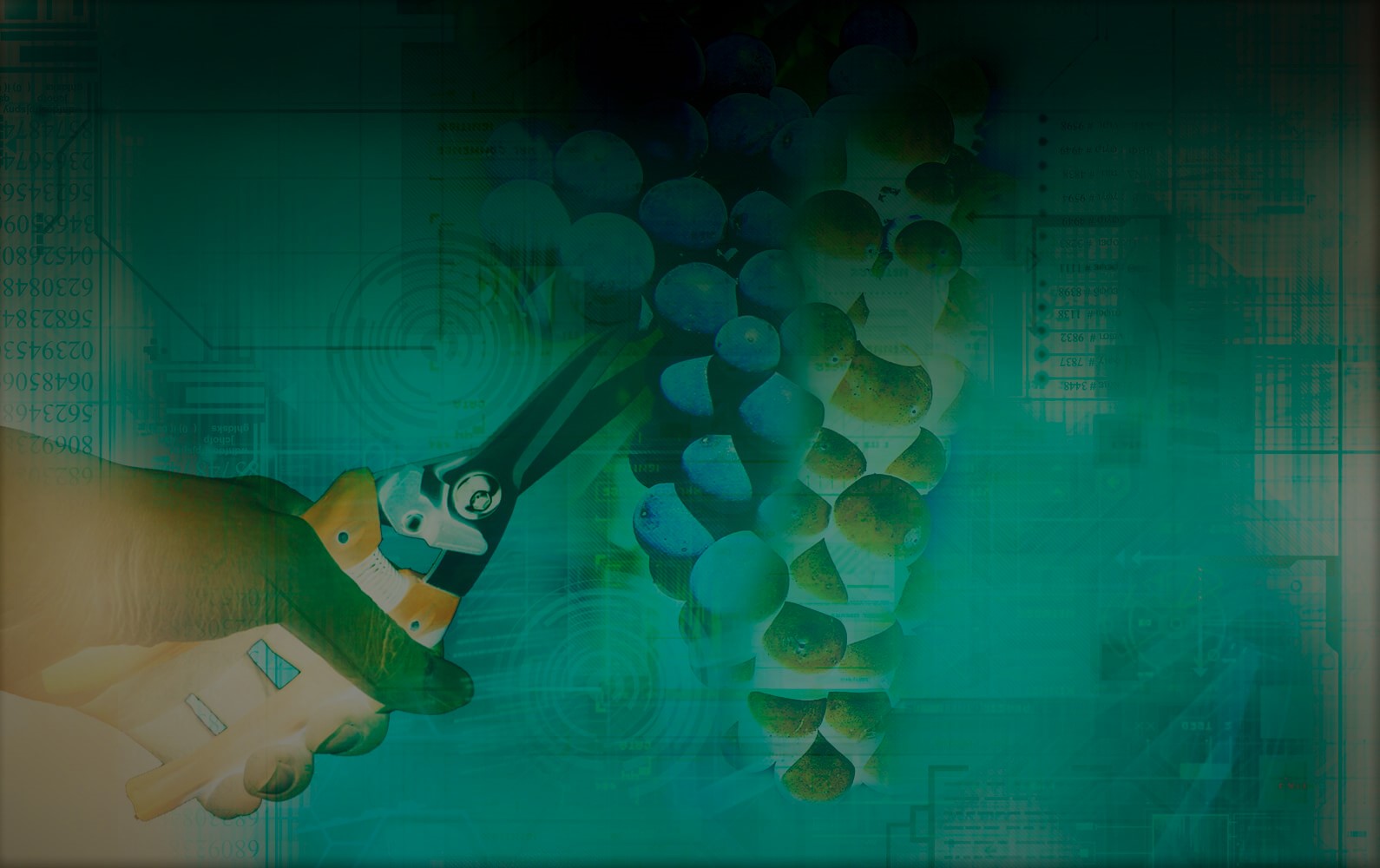 Fibras vegetales afinar vino y eliminar sustancias indeseables