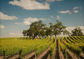 Mejorando la estructura coloidal del vino