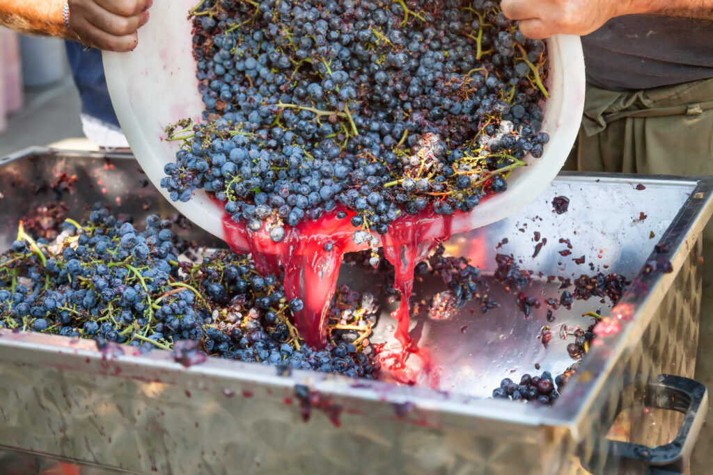 Savons-nous comment seront les vins rouges que nous obtiendrons de cette récolte ?