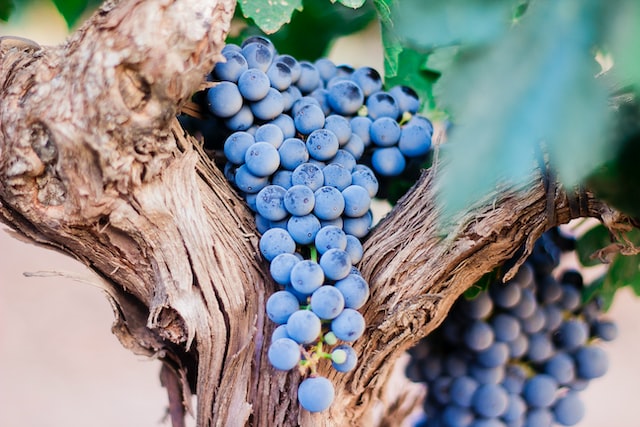 The grapes harvested this campaign in Spain and the rest of the world. Let’s look at the data.
